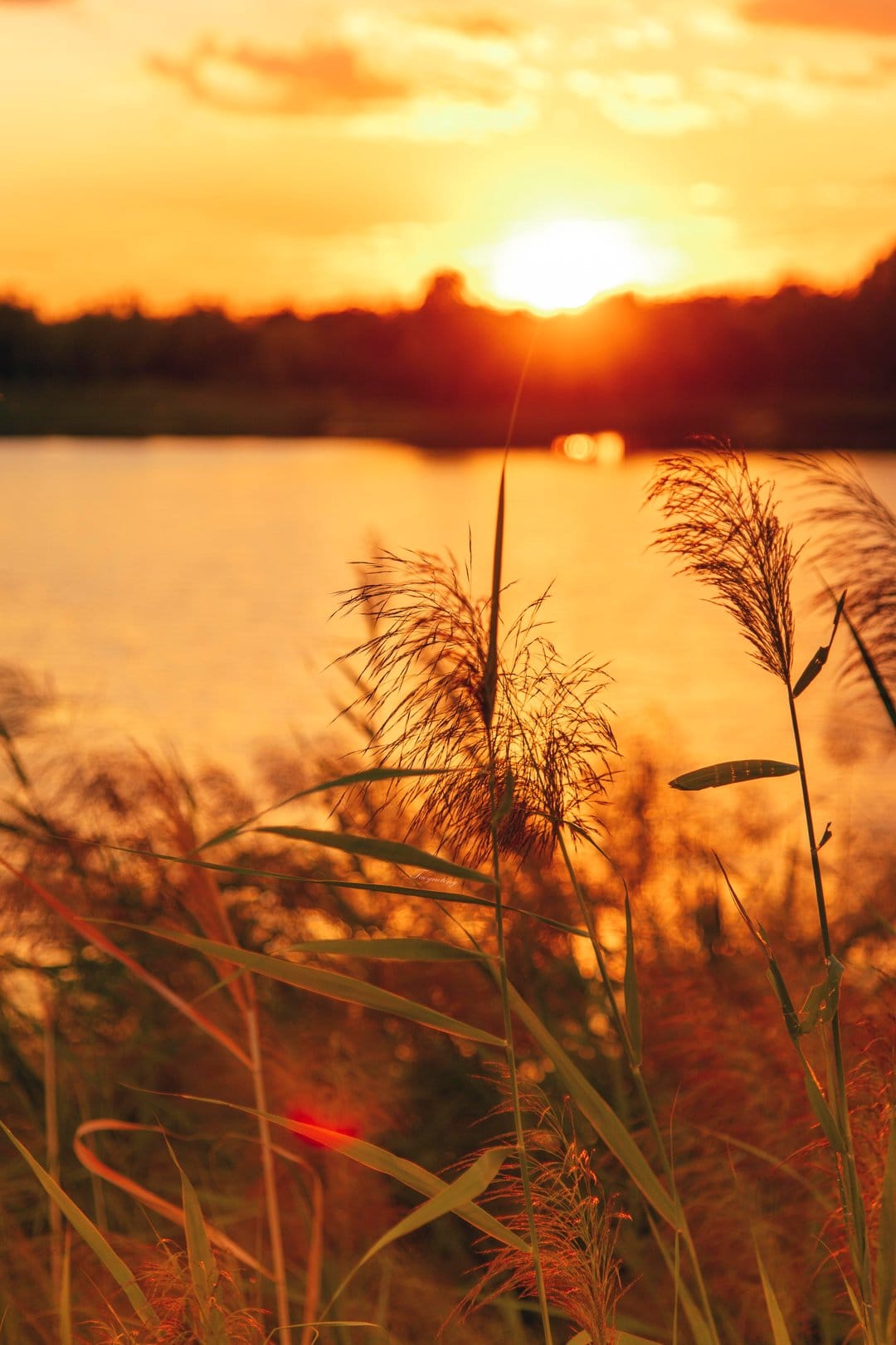 Tall marsh reeds silhouetted against a vibrant orange sunset reflecting on the calm surface of a quiet lake.