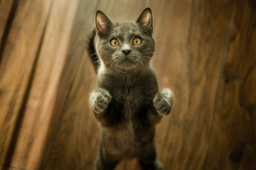 Grey cat stands on hind legs on a wooden floor, looking forward with bright yellow eyes and curled front paws.