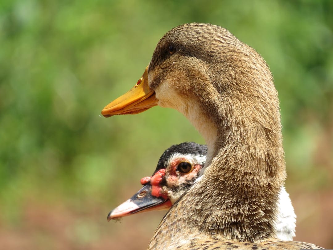Muscovy ducks with red facial caruncles and brown feathers rest against a soft green blurred background.