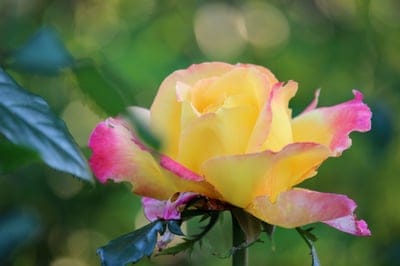 Yellow rose with pink tipped petals blooms in a soft green garden with blurry bokeh light spheres behind it.