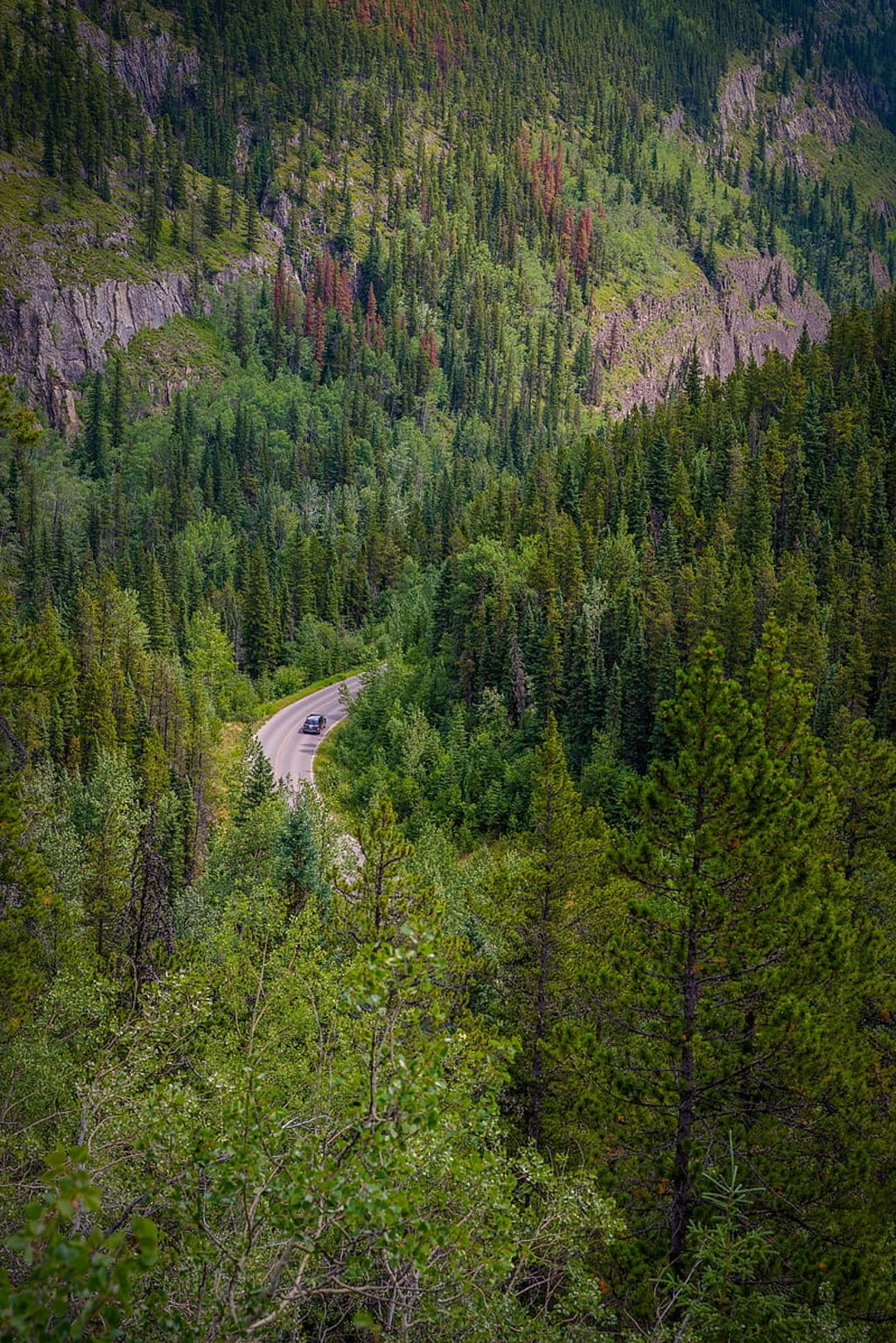 Winding asphalt road snakes through a dense pine forest with a lone car on a mountain curve under soft light.