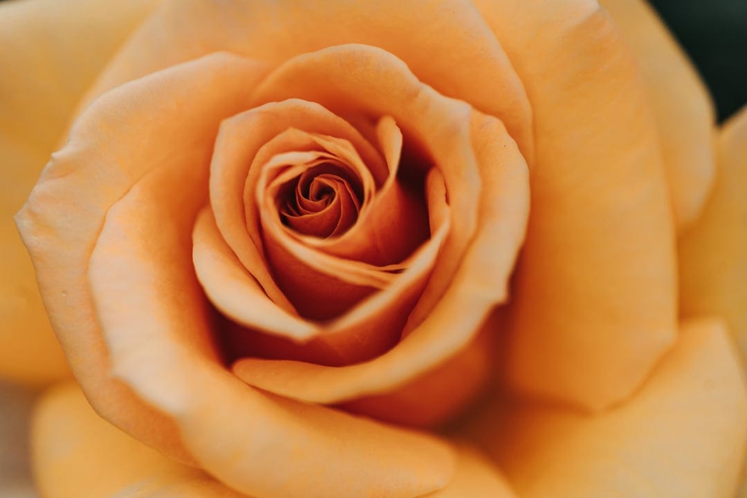Peach-orange rose petals swirl in a tight macro closeup with soft lighting and a velvety floral texture.