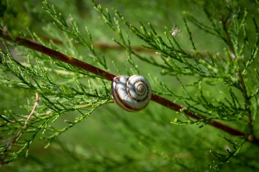 Snail with a spiral shell on a pine branch featuring a tiny spider web and a blurred forest background.