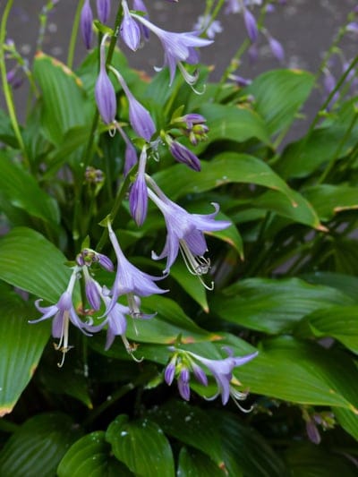 Purple bell-shaped hosta flowers with white stamens hang from stems against a backdrop of lush green foliage.