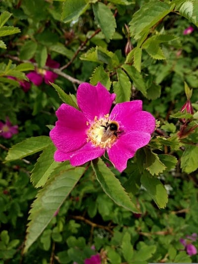 Fuzzy honeybee gathers pollen from the golden center of a blooming pink wild rose with soft green leaves behind.