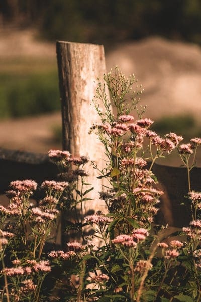 Pink wildflowers cluster around a weathered wooden fence post with a soft-focus green meadow in the background.