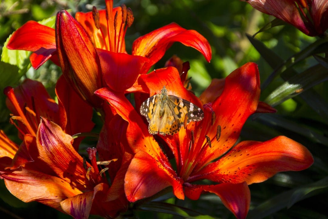 Butterfly with patterned wings perching on bright orange lily flowers in a sunny, soft-focus garden setting.