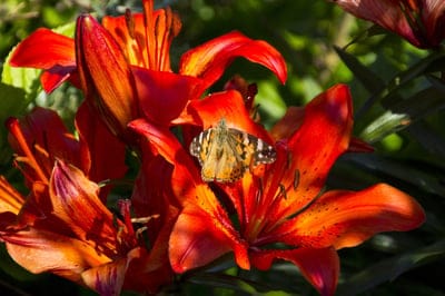 Butterfly with patterned wings perching on bright orange lily flowers in a sunny, soft-focus garden setting.