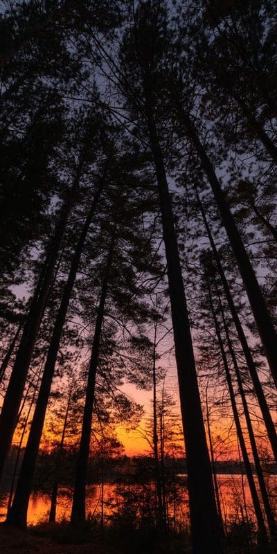 Forest, Sunset, Trees, Silhouettes, Nature, Sky, Orange, Purple, Landscape, Evening, Dusk, Tranquil, Woodland, Reflections, Scenic, Outdoors, Calm, Vibrant, Serene, Wilderness