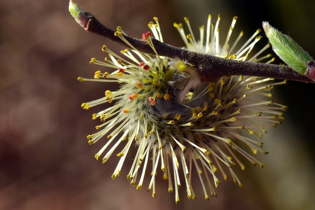 Pussy willow catkin with soft silver fur, yellow pollen stamens, and red buds on a dark branch outdoors.