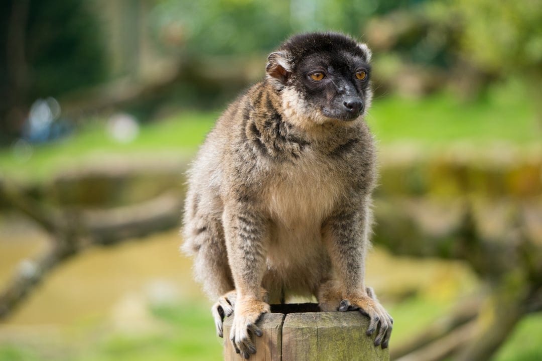 Brown lemur with amber eyes sits on a weathered wooden post against a soft-focus green forest foliage background.