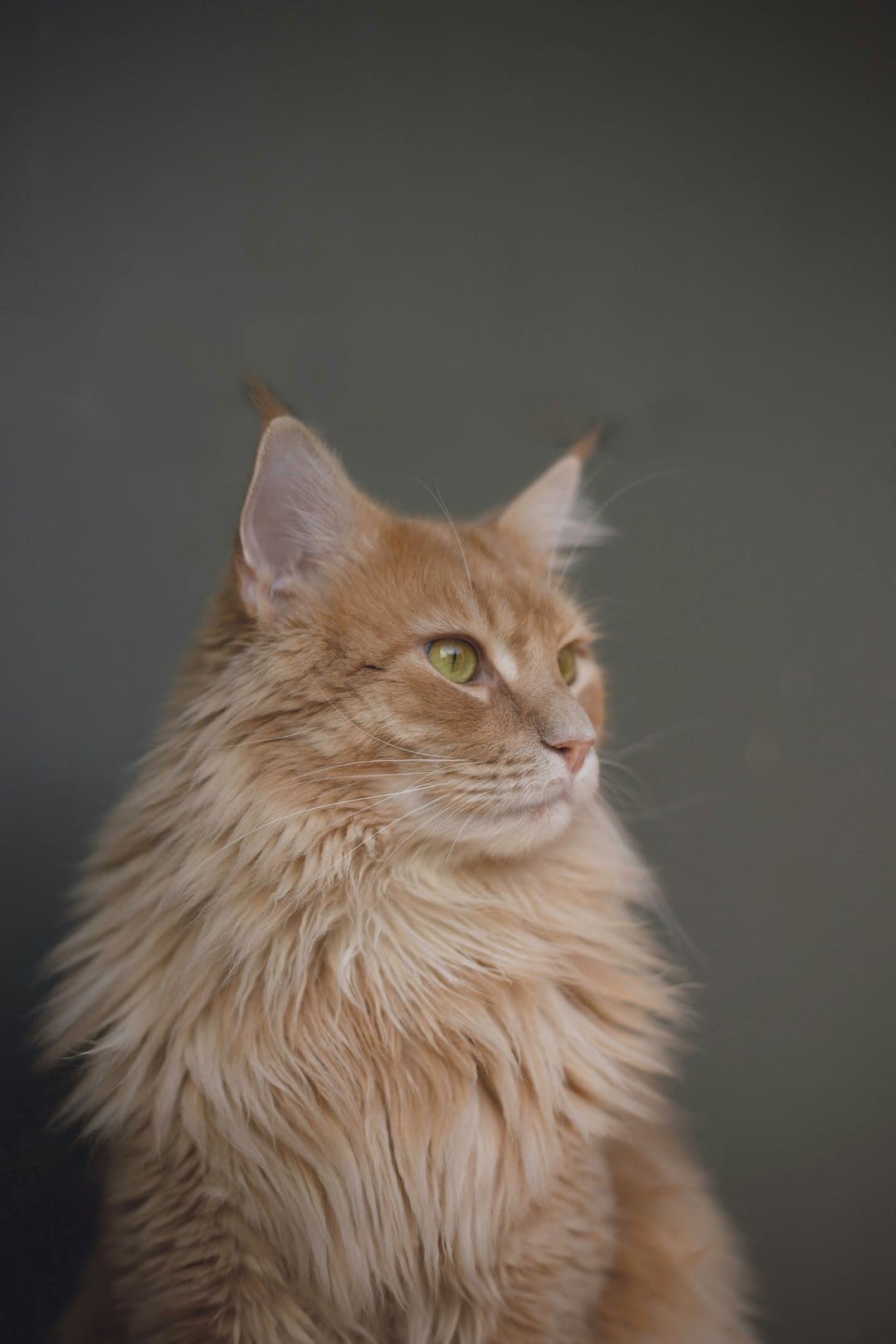Ginger Maine Coon cat with vibrant green eyes and tufted ears looks aside against a neutral gray background.