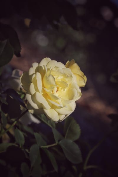Yellow rose with layered petals glows against a blurry dark green and brown background in a macro close-up.
