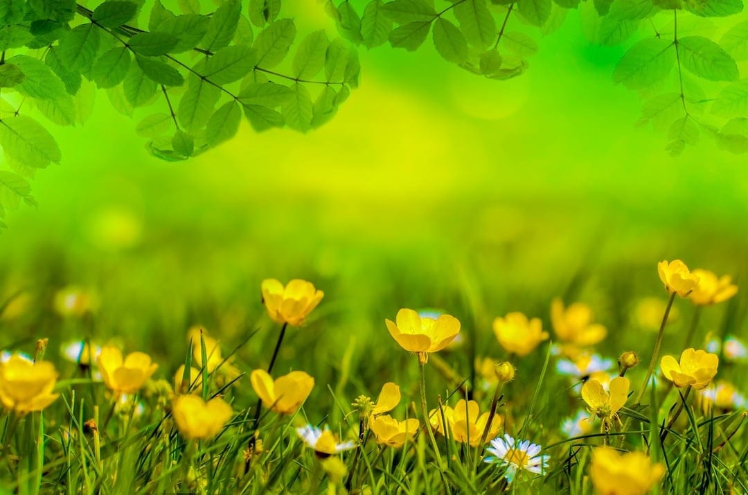 Yellow buttercup wildflowers bloom in a sunlit green meadow with a soft-focus background of blurred foliage.