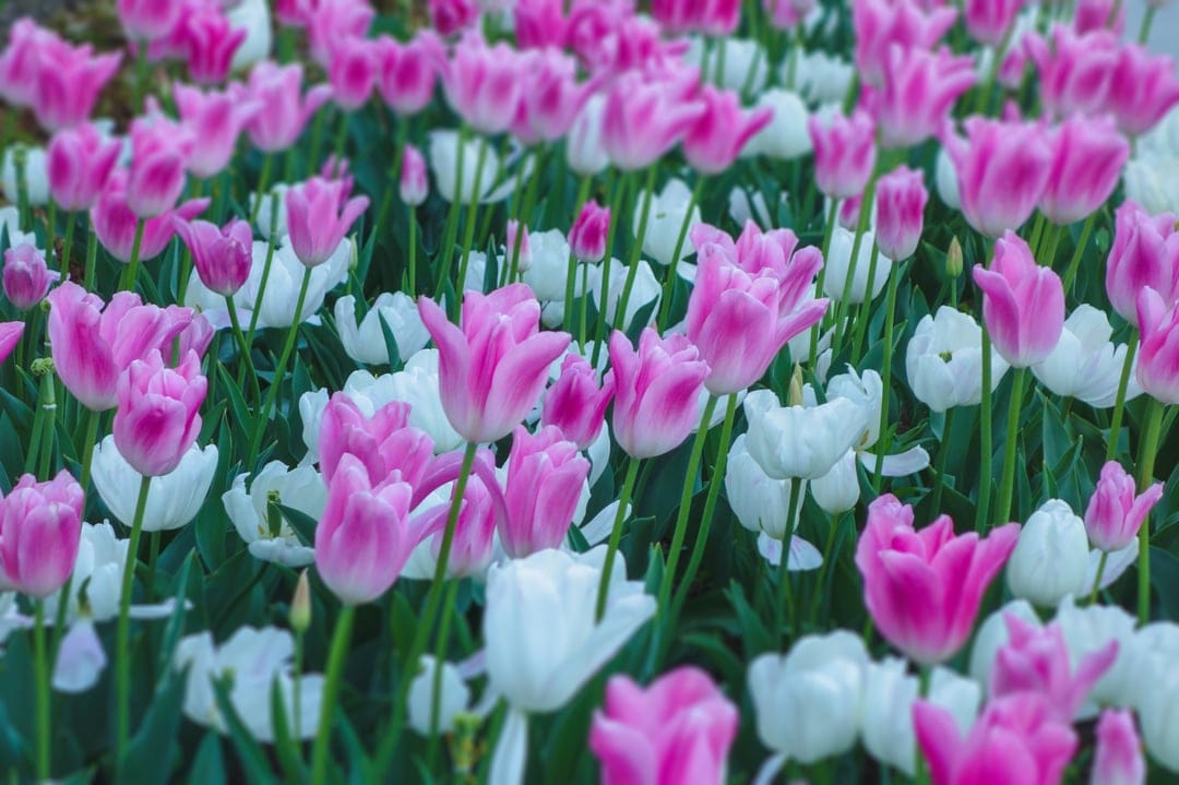 Pink and white tulips with green stems grow in a sunny garden, serving as a vertical high-definition backdrop.