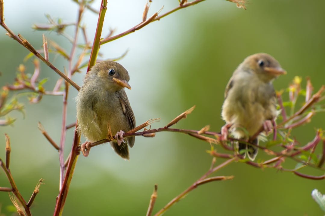 Two fledgling birds with brown feathers sit on thin twigs against a softly blurred green forest background.