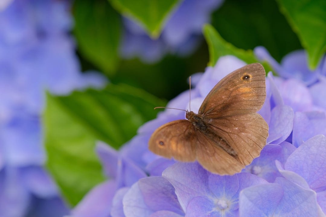Brown butterfly with wing spots sits on purple hydrangea petals with a soft green bokeh background in macro view.