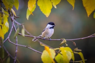 chickadee,free background,beautiful nature,desktop backgrounds,bird,free wallpaper,laptop wallpaper,full hd wallpaper,4k wallpaper,beautiful wallpaper,wallpaper hd,mac wallpaper,wildlife,nature background,wallpaper,wallpaper 4k,4k wallpaper,hd wallpaper,n
