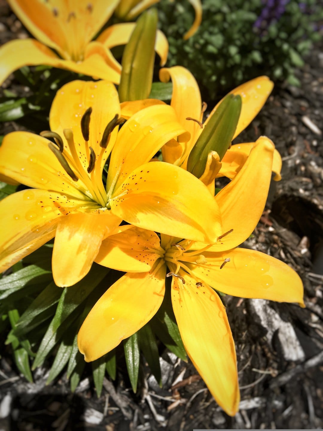 Yellow lily flowers with moisture droplets on petals and dark stamens in a lush green garden setting.