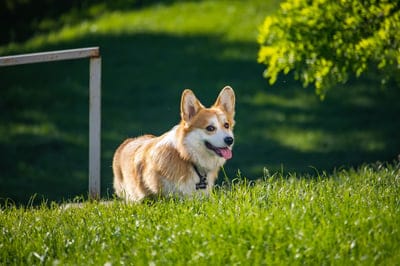 cool backgrounds,windows wallpaper,wallpaper hd,wallpaper 4k,beautiful wallpaper,mac wallpaper,dog,pet,4k wallpaper,happy,cute,freedom,pembroke,welsh,corgi,animal,4k wallpaper,hd wallpaper,canine,welsh corgi laptop wallpapercorgi