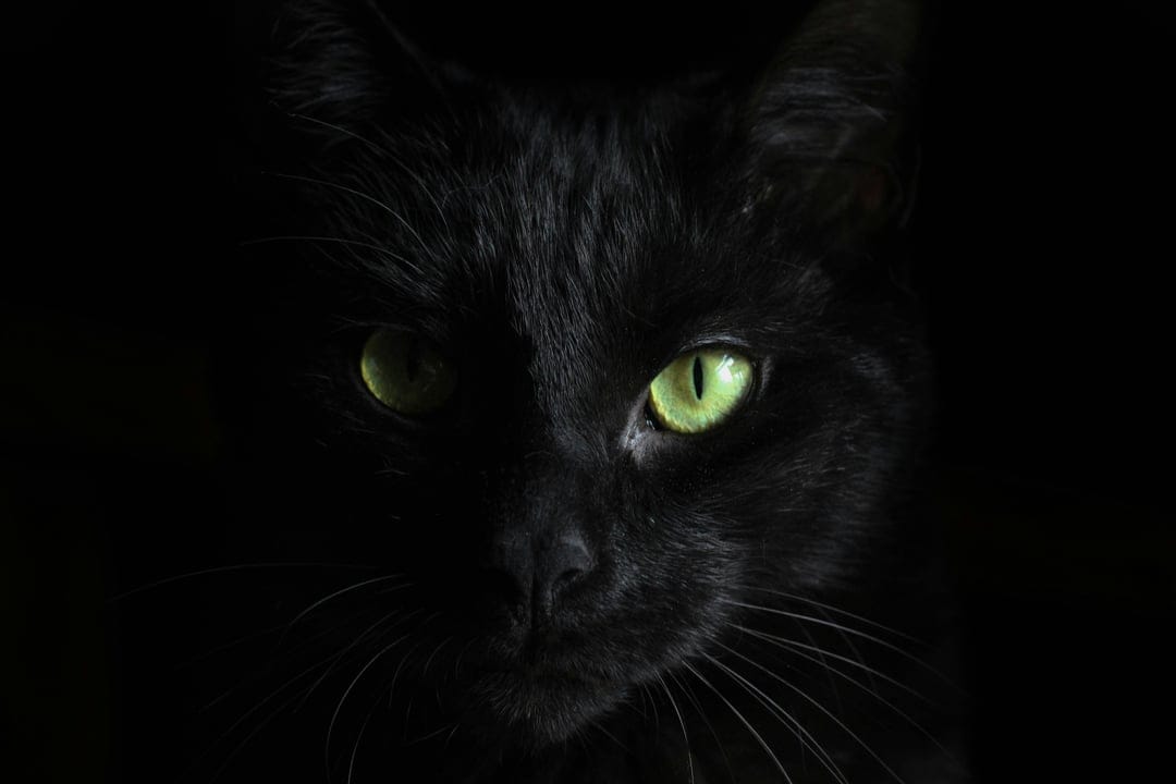 Black cat with piercing green eyes and sharp whiskers peers through a dark and shadowy nocturnal environment.