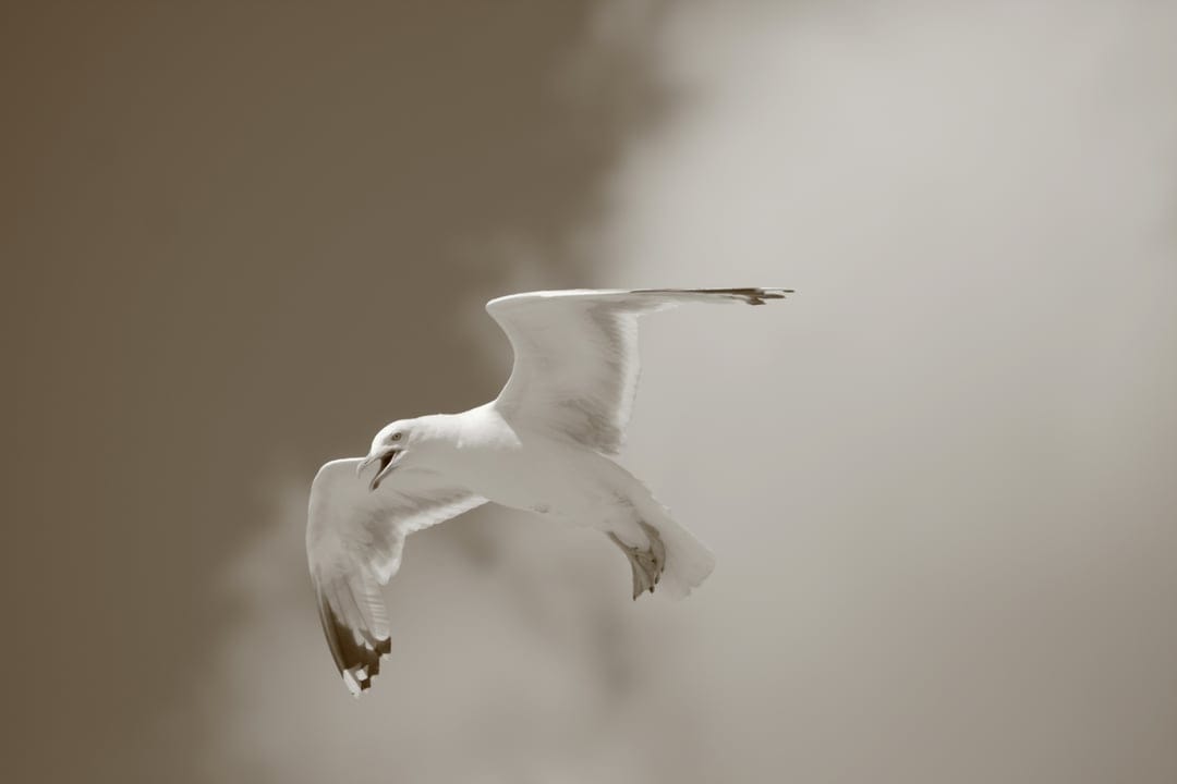Seagull with spread white wings glides through a monochromatic sepia sky featuring soft, muted clouds.