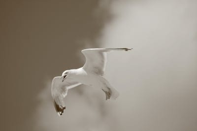 gull,bird,windows wallpaper,beak,desktop backgrounds,wing,mac wallpaper,full hd wallpaper,beautiful wallpaper,flight,nature,free background,hd wallpaper,wallpaper 4k,4k wallpaper,summer,4k wallpaper,air,heaven,background