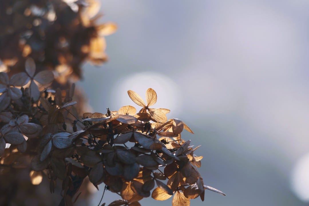 Dried hydrangea flower head with translucent brown petals glowing in warm sunlight against a blue bokeh background.