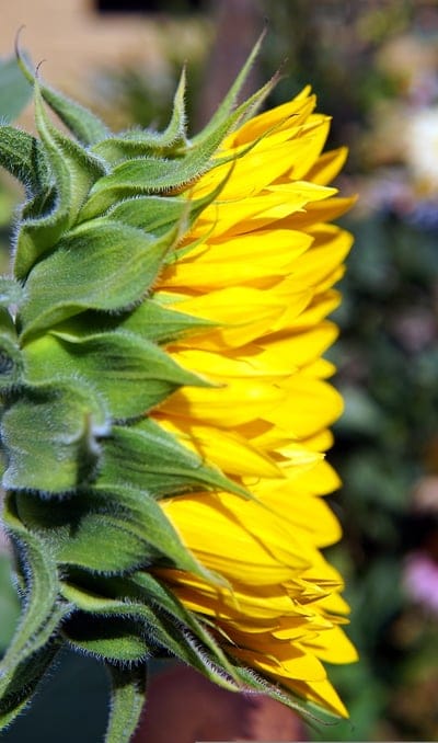 sunflower,beautiful flowers,yellow,flower,flower wallpaper,blossom,flower background,bloom,flora,nature.