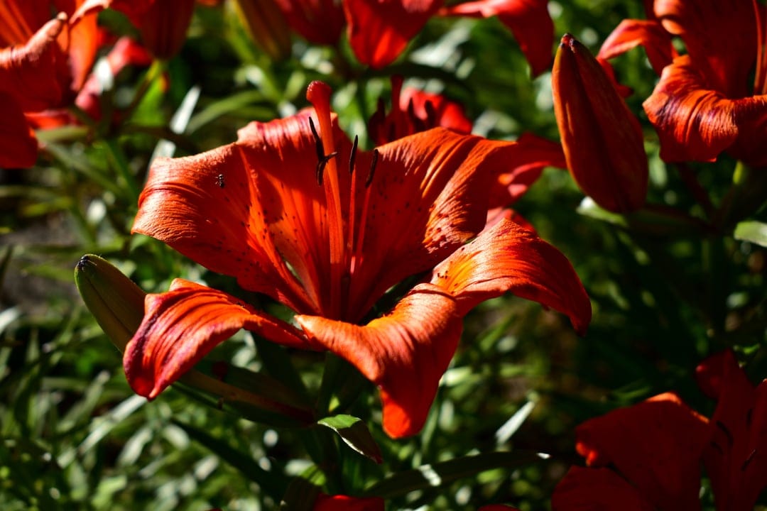 Orange lily petals with visible textures and patterns unfurl against a soft bokeh background of green leaves.