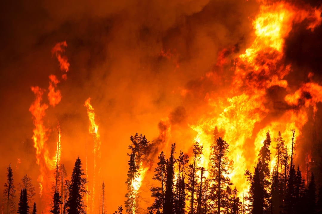 Radiant orange flames engulf tall evergreen trees against a smoky night sky in this vertical nature scene.