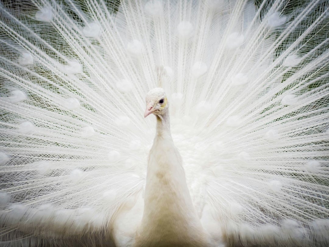 Albino peacock standing with fully spread white tail feathers fanned out in a wide, symmetrical display.
