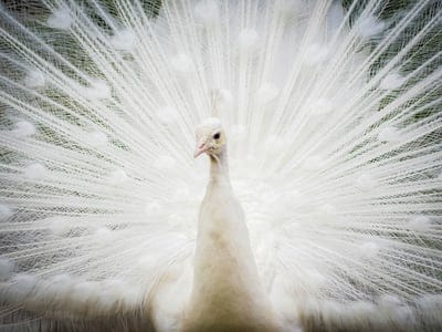 White peacock,White peacock wallpaper,White peacock desktop wallpaper,peacock