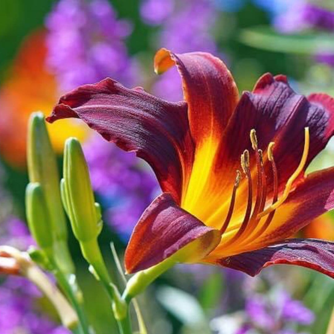 Burgundy daylily with a yellow throat and visible stamen, flanked by green buds on a blurred purple background.