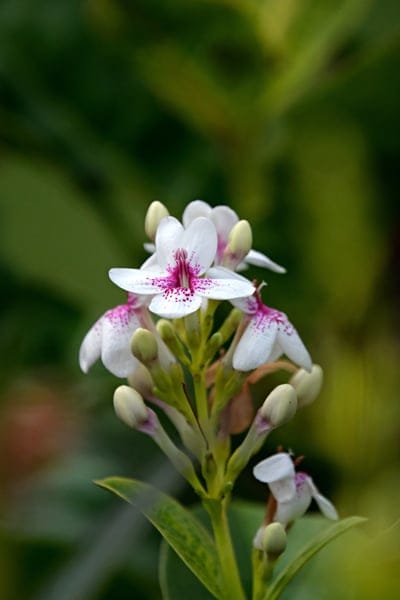 white flowers, pink spots, delicate blossoms, flower buds, floral macro, soft focus, bokeh, garden photography, nature close-up, botanical detail, spring flowers, summer blooms, pink and white, green foliage, natural beauty, detailed petals, fragile flowers, garden flora, outdoor photography, plant life, floral arrangement, vibrant nature, macro photography