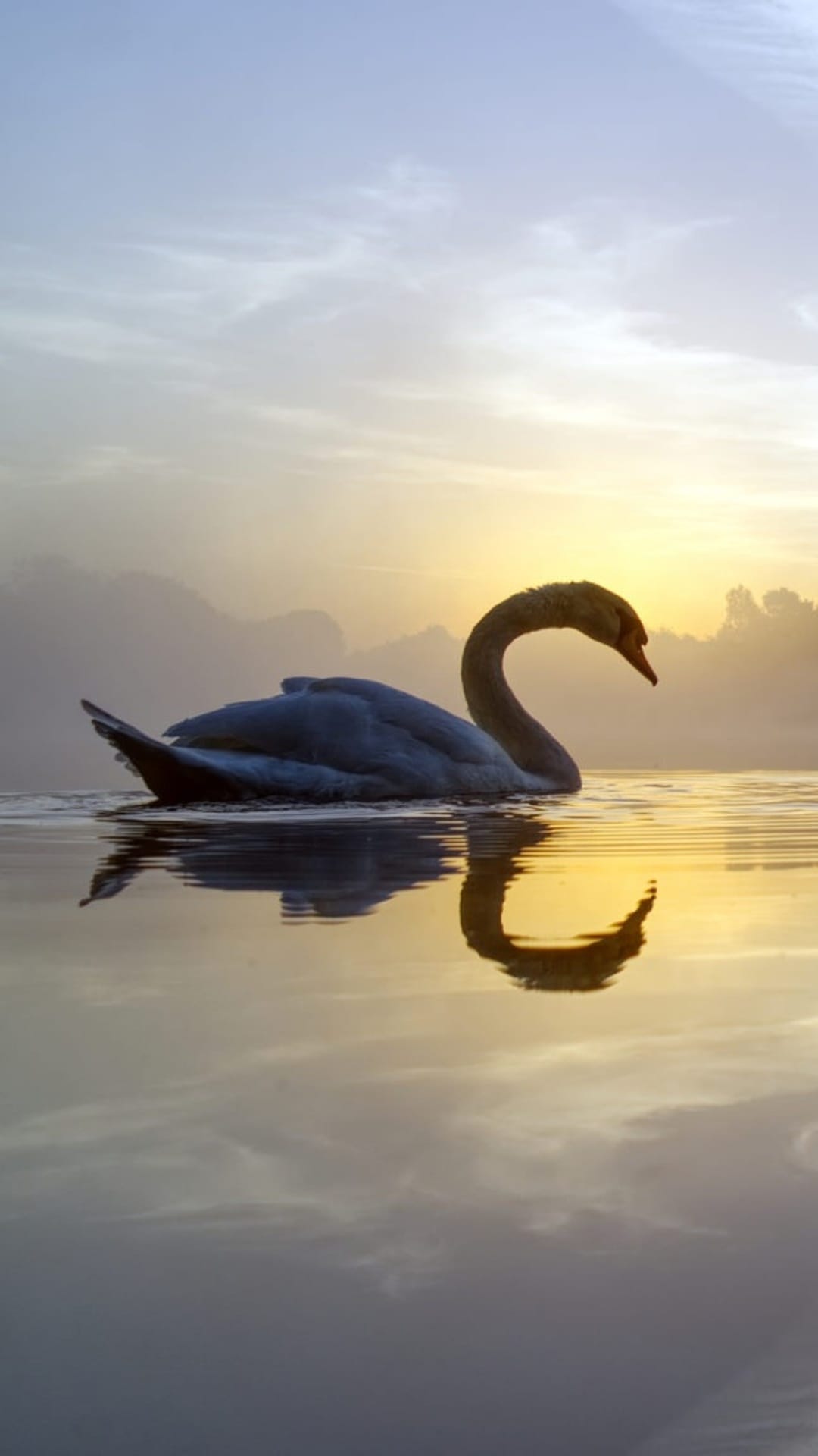 White swan with a curved neck glides on a calm lake during a golden sunset, creating a clear water reflection.