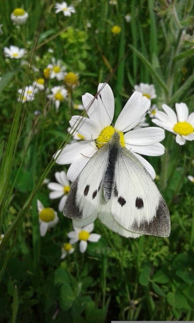 White cabbage butterfly with black spots sits on a white daisy flower in a lush green field of wildflowers.