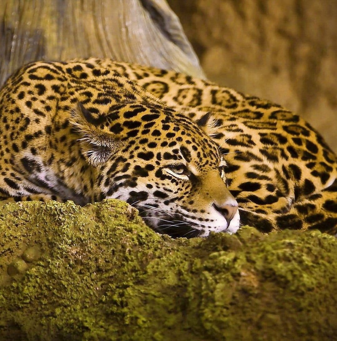 Jaguar with golden spotted fur rests on a mossy log with eyes closed in a tranquil, lush forest setting.
