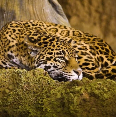 leopard,sleep,spotted,big cat
