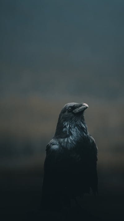 crow, bird, black, dark