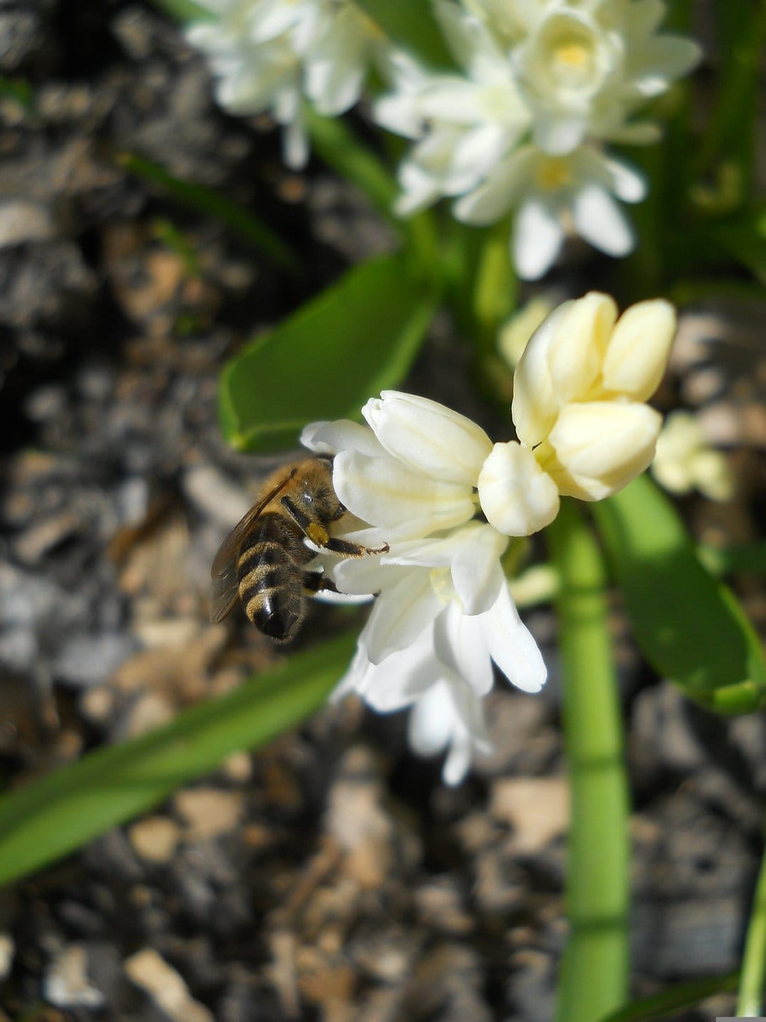 Striped honeybee pollinating a cluster of white blossoms against a blurred green and brown garden background.