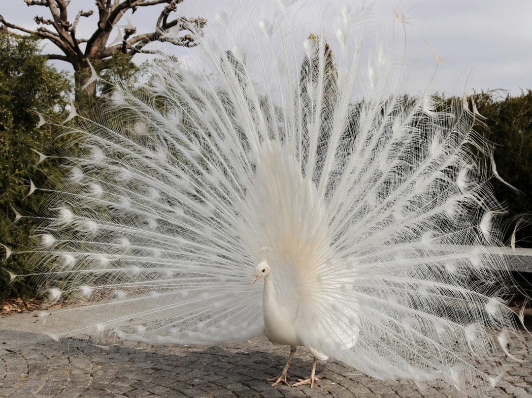 White peacock stands with its translucent tail feathers fully fanned out against a soft garden background.