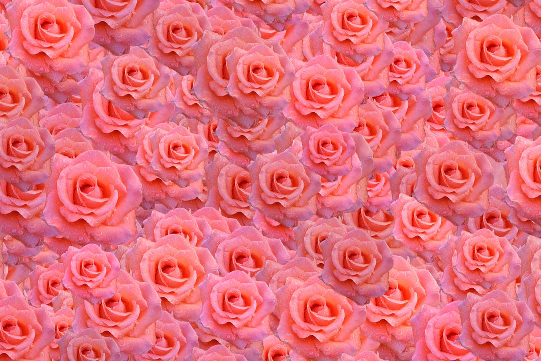 Pink roses with delicate petals bloom in a dense garden, showcasing soft textures and vibrant floral details.