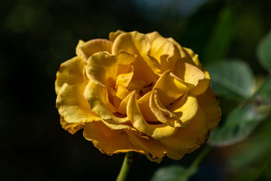 Yellow rose petals with soft sunlight highlights against a dark blurred background in a macro close-up.