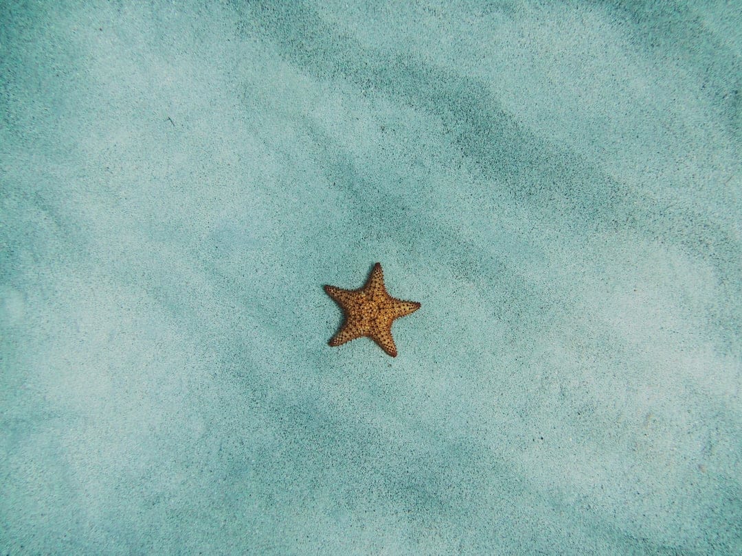 Starfish with five textured arms lies on pale blue sand featuring rippled wave patterns across the sea floor.