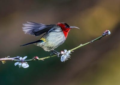 Male Crimson Sunbird with red plumage perched on a flowering branch with white blossoms and a blurred background.