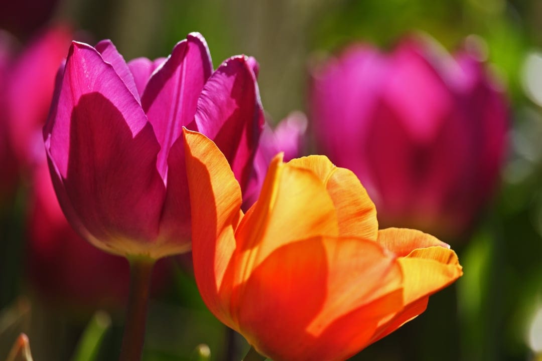 Pink and orange tulips in sunlight with soft focus green leaves and blurred blossoms in a vertical format.