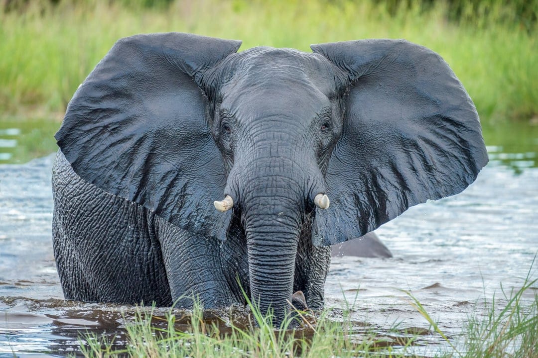 African elephant with spread ears and visible tusks stands partially submerged in a river with green background.
