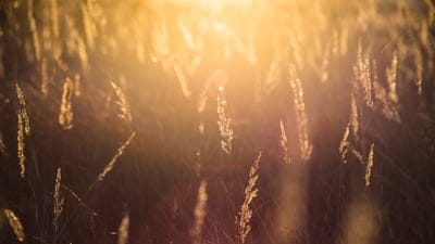 iPhone wallpaper,4k wallpaper,sunrise wallpaper,wheat background,wheat wallpaper