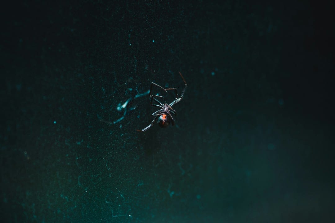Black widow spider with a red hourglass abdomen hangs on thin silk web strands against a dark night background.